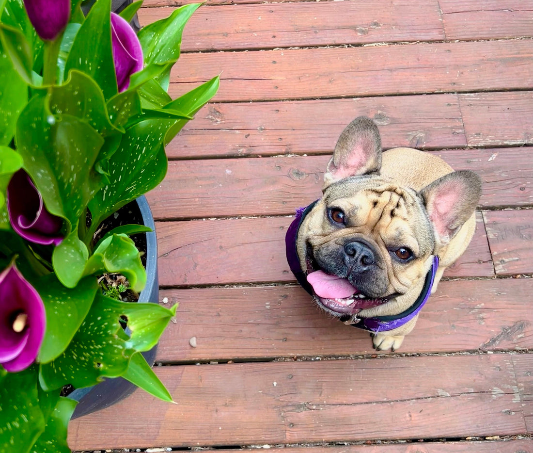 Meet Henri: The Locally Grown Gifts Shop Dog
