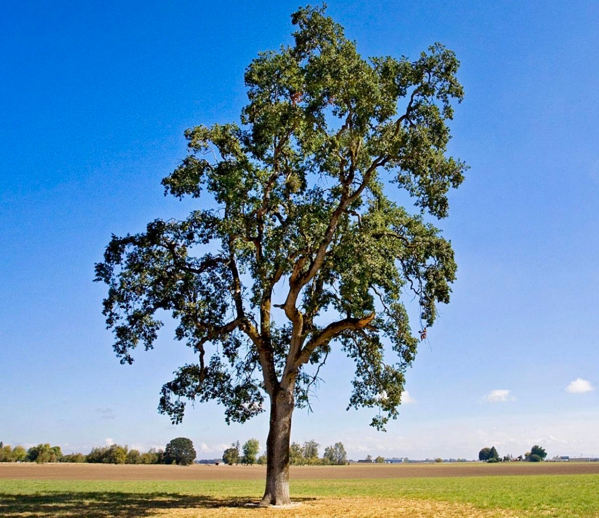 Oregon White Oak & Indigenous Fire Stewardship