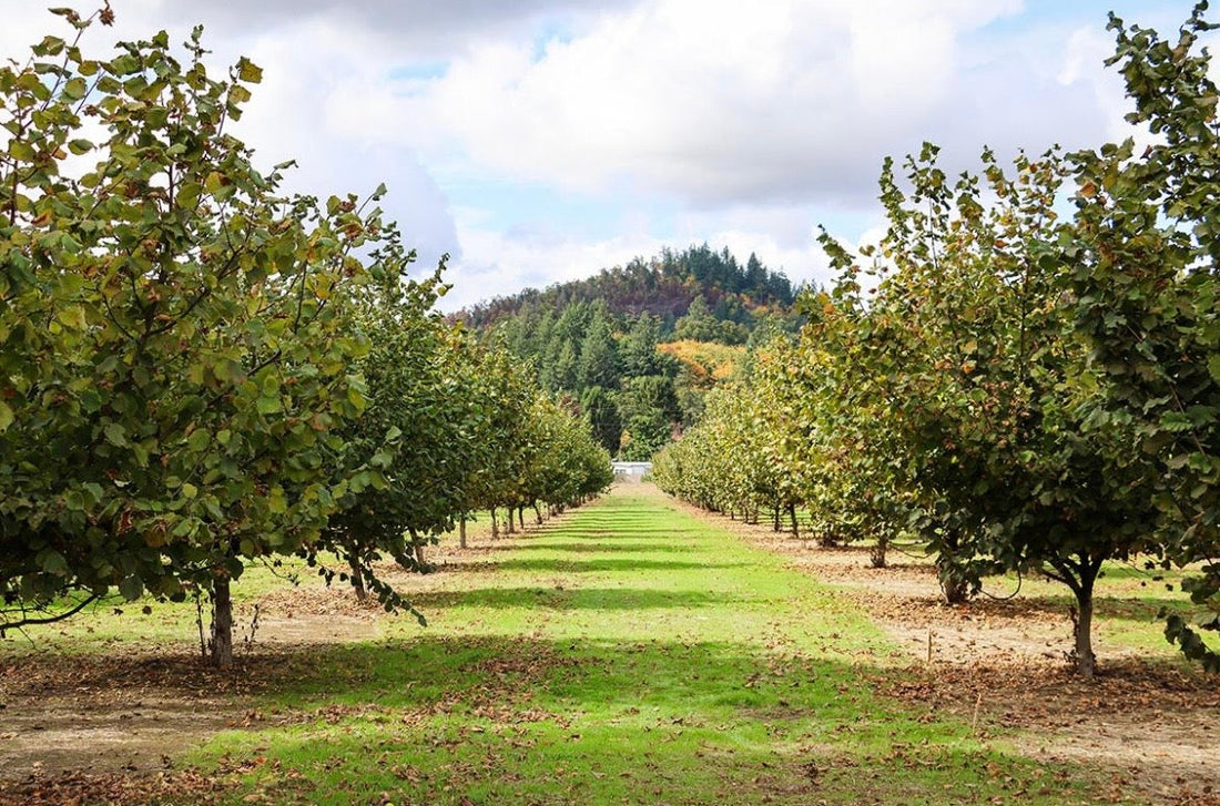 Oregon's Hazelnut History Starts Right Here