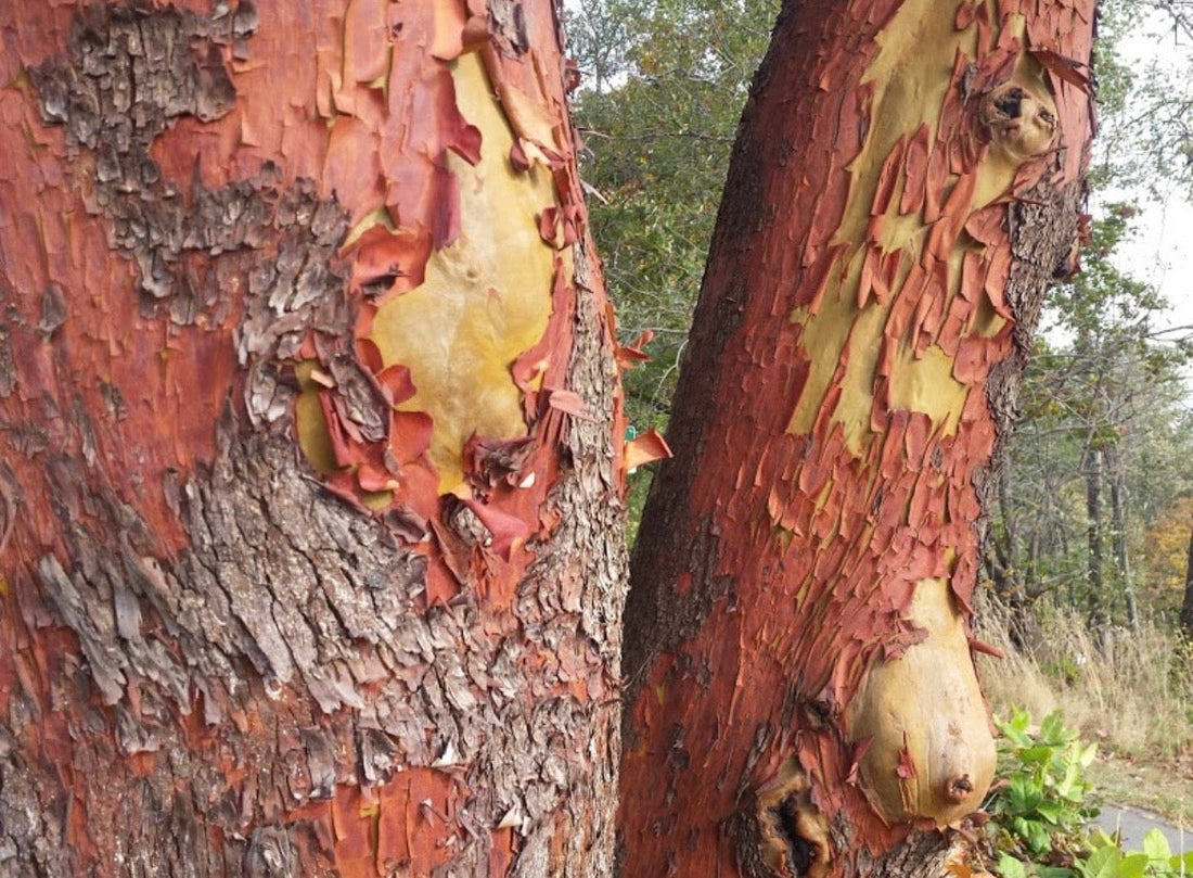 The Hardwood That Never Loses Its Leaves