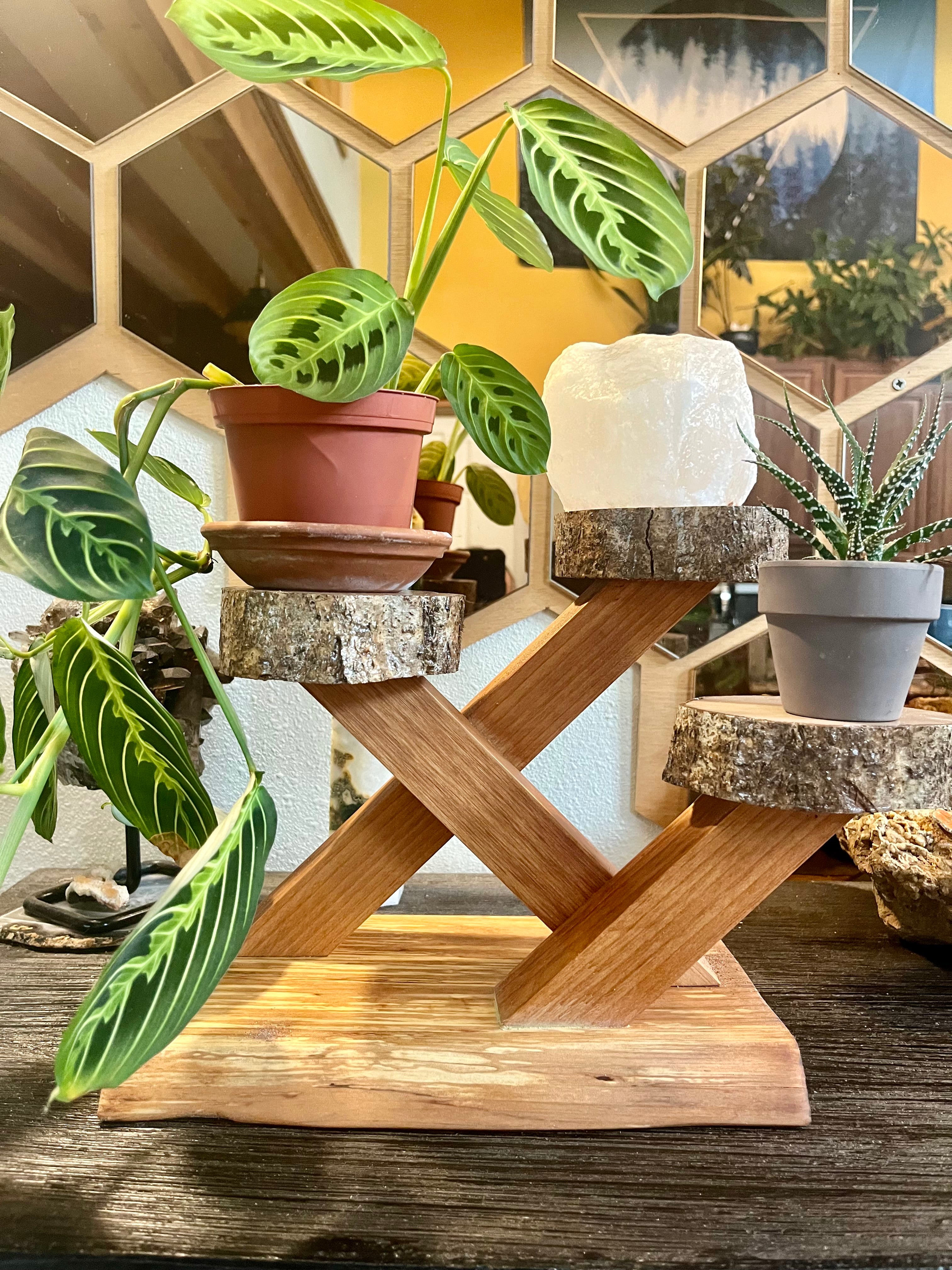 Sculptural Alder & Apple Wood Plant Stand with Live-Edge Base