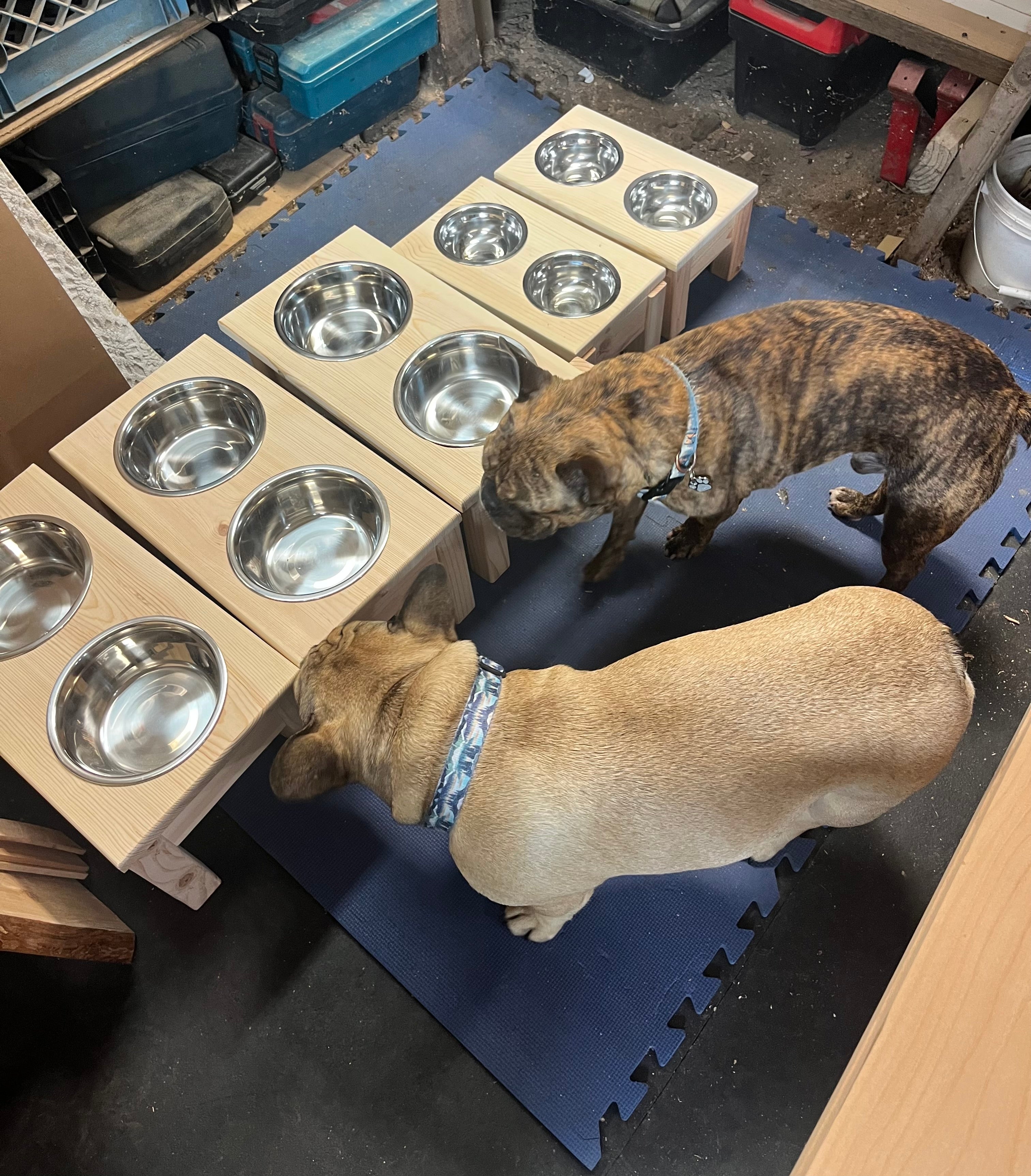 Elevated Dog Food Dishes - Medium