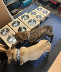 Elevated Dog Food Dishes - Medium