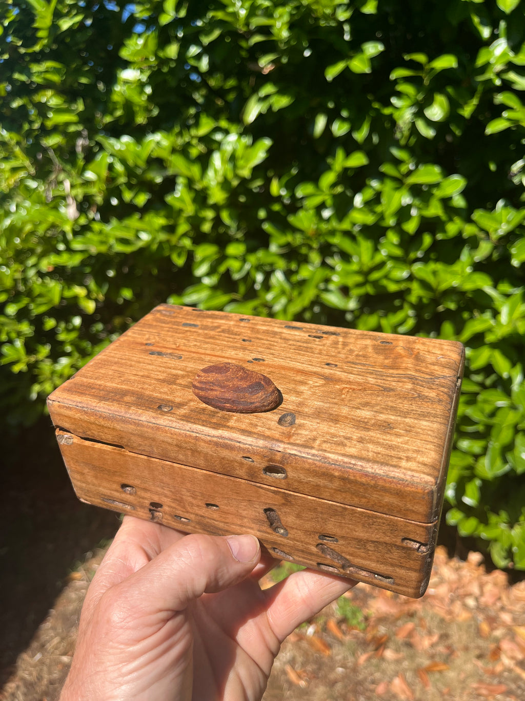 A hand holding a small rectangular wooden box outdoors with green foliage in the background. Locally grown Ash wood box with a piece of Oregon Coast driftwood for the pull
